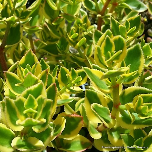Crassula sarmentosa variegata x 1 Showy Trailing Jade Succulents Plants